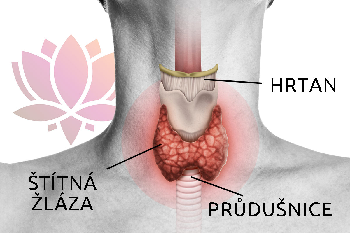 Problémy se štítnou žlázou vyřeší hormonální jóga