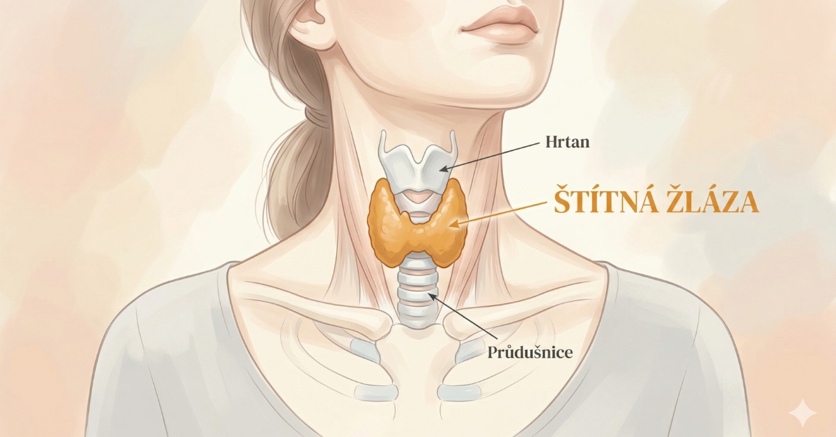 Anatomická ilustrace krku a horní části hrudníku ženy, zobrazující zdravou štítnou žlázu.